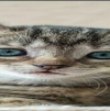 marazmatik05