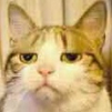 BadCat_999